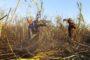 ¿Está el negocio de los agrocombustibles detrás de la venta de la FANAL?
